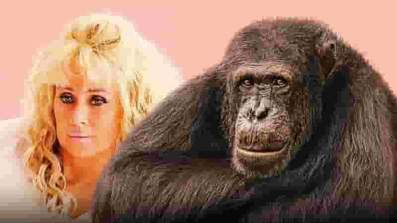 What Happened to Tonka the Chimp from HBO's Chimp Crazy